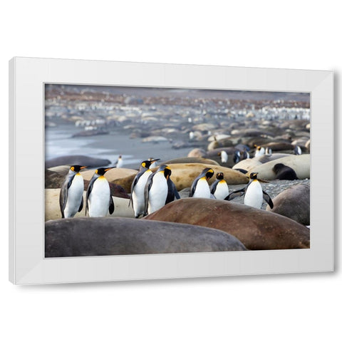 Southern Ocean-South Georgia-A group of king penguins-elephant seals White Modern Wood Framed Art Print by Goff, Ellen B.