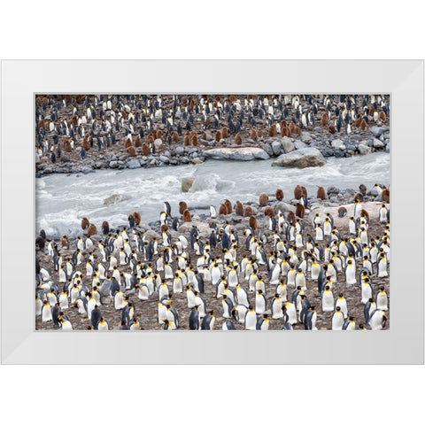 Southern Ocean-South Georgia-St-Andrews Bay-penguins White Modern Wood Framed Art Print by Goff, Ellen B.