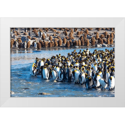 Southern Ocean-South Georgia-St-Andrews Bay-king penguins White Modern Wood Framed Art Print by Goff, Ellen B.