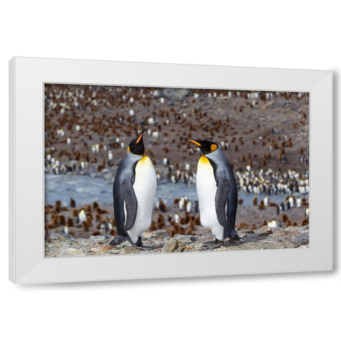 Southern Ocean-South Georgia-adult penguins White Modern Wood Framed Art Print by Goff, Ellen B.