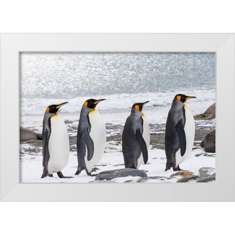 Southern Ocean-South Georgia-Salisbury Plain-adult king penguins-snowy beach White Modern Wood Framed Art Print by Goff, Ellen B.