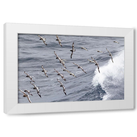 Southern Ocean-South Georgia-cape petrel or pintado-Daption capense-South Georgia White Modern Wood Framed Art Print by Goff, Ellen B.