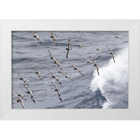 Southern Ocean-South Georgia-cape petrel or pintado-Daption capense-South Georgia White Modern Wood Framed Art Print by Goff, Ellen B.