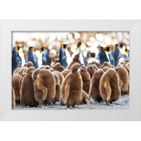 Southern Ocean-South Georgia-King penguin chicks stand together with adults in the background White Modern Wood Framed Art Print by Goff, Ellen B.
