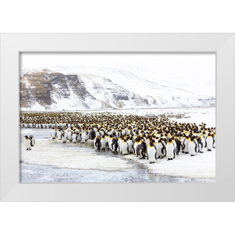 Southern Ocean-South Georgia-Salisbury Plain-Non breeding adults congregate on the icy plains White Modern Wood Framed Art Print by Goff, Ellen B.