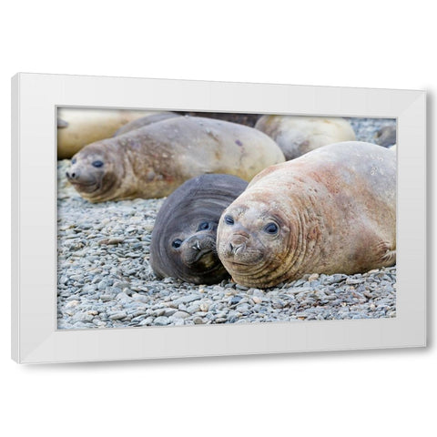 Southern Ocean-South Georgia-A female elephant seal and her pup lie together on the beach White Modern Wood Framed Art Print by Goff, Ellen B.