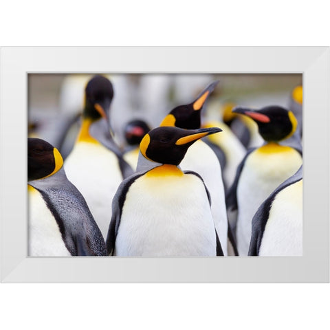 Southern Ocean-South Georgia-Portrait of a king penguin among other adults White Modern Wood Framed Art Print by Goff, Ellen B.