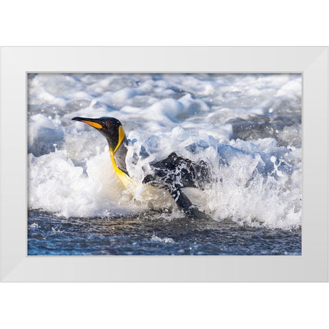 Southern Ocean-South Georgia-A king penguin surfs the waves to the shore White Modern Wood Framed Art Print by Goff, Ellen B.