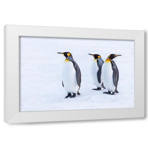 Southern Ocean-South Georgia-Portrait of king penguins in the snow White Modern Wood Framed Art Print by Goff, Ellen B.