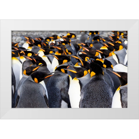 Southern Ocean-South Georgia-Picture of a group of king penguins White Modern Wood Framed Art Print by Goff, Ellen B.