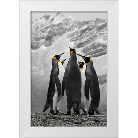 Antarctica. A conference of King Penguins. White Modern Wood Framed Art Print by Muir, Janet