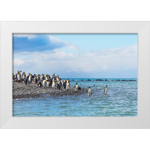King penguins on the beach-Gold Harbour-South Georgia-Antarctica White Modern Wood Framed Art Print by Su, Keren