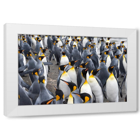 King penguins on the beach-St-Andrews Bay-South Georgia-Antarctica White Modern Wood Framed Art Print by Su, Keren