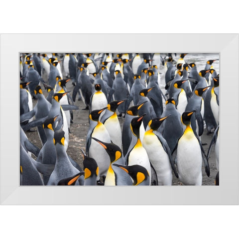 King penguins on the beach-St-Andrews Bay-South Georgia-Antarctica White Modern Wood Framed Art Print by Su, Keren