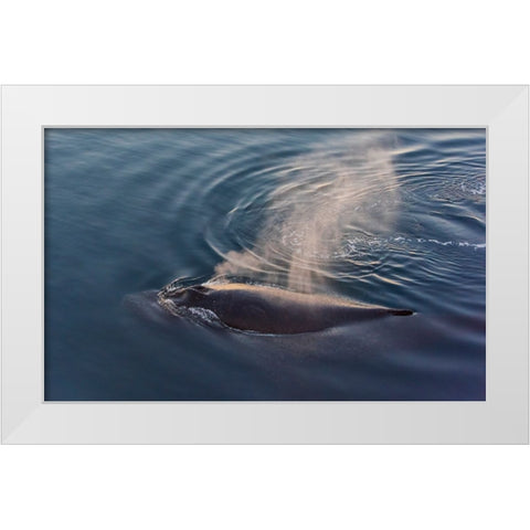 Whale in South Atlantic Ocean-Antarctica White Modern Wood Framed Art Print by Su, Keren