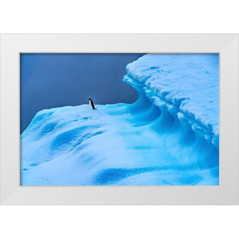 Adelie Penguin blue iceberg Charlotte Bay-Antarctica  White Modern Wood Framed Art Print by Perry, William