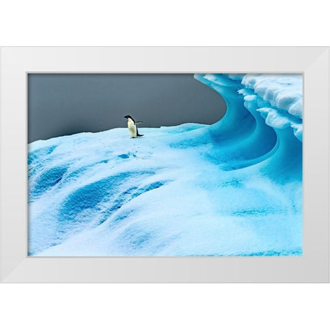 Adelie Penguin blue iceberg Charlotte Bay-Antarctica  White Modern Wood Framed Art Print by Perry, William