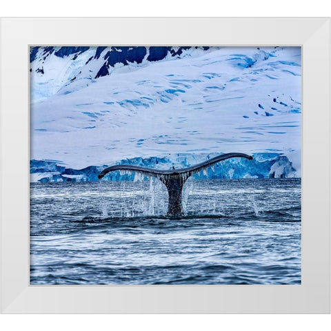 Humpback Baleen Whale Tail Chasing Krill blue Charlotte Bay-Antarctica White Modern Wood Framed Art Print by Perry, William