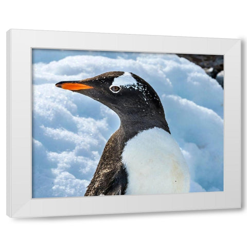 Gentoo penguin Snow Highway Rookery-Damoy Point-Antarctic Peninsula-Antarctica White Modern Wood Framed Art Print by Perry, William