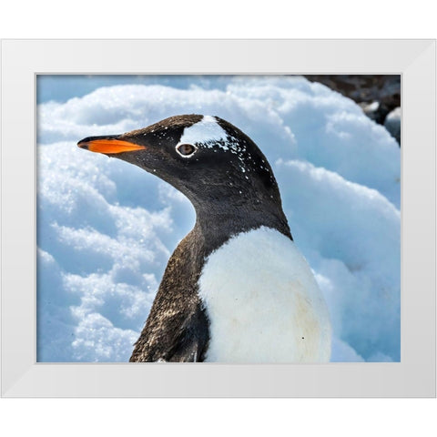Gentoo penguin Snow Highway Rookery-Damoy Point-Antarctic Peninsula-Antarctica White Modern Wood Framed Art Print by Perry, William