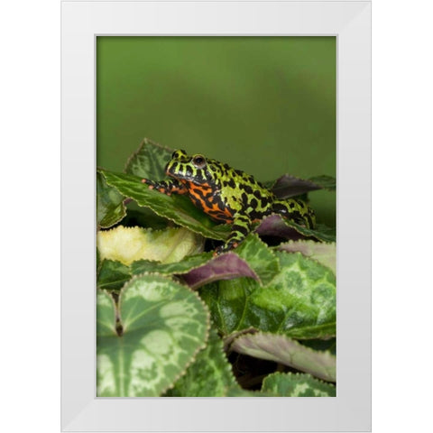 China Close-up of fire-bellied toad White Modern Wood Framed Art Print by Flaherty, Dennis