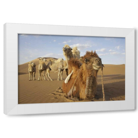 China, Badain Jaran Desert Caravan camels White Modern Wood Framed Art Print by Anon, Ellen