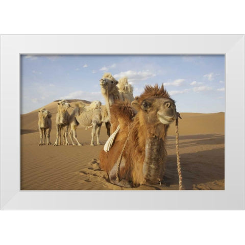 China, Badain Jaran Desert Caravan camels White Modern Wood Framed Art Print by Anon, Ellen