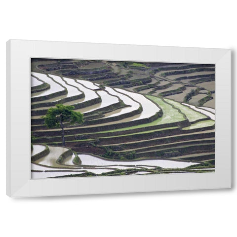China, Yuanyang Lone tree on rice terraces White Modern Wood Framed Art Print by Anon, Josh