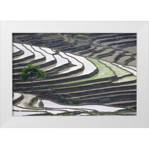 China, Yuanyang Lone tree on rice terraces White Modern Wood Framed Art Print by Anon, Josh