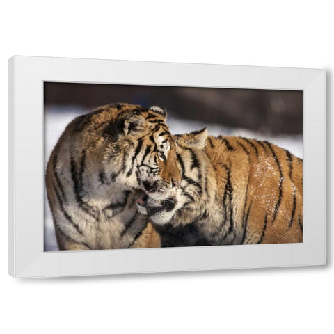 China, Harbin Affectionate Siberian tigers White Modern Wood Framed Art Print by Zuckerman, Jim