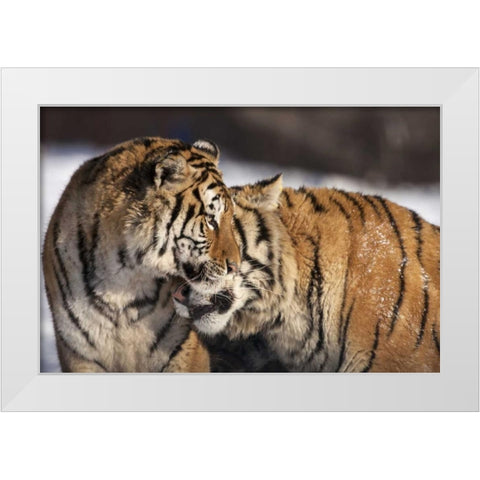 China, Harbin Affectionate Siberian tigers White Modern Wood Framed Art Print by Zuckerman, Jim