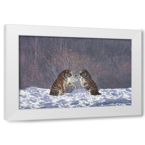 China, Harbin Sparing Siberian tigers White Modern Wood Framed Art Print by Zuckerman, Jim