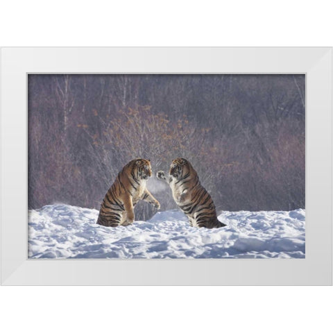 China, Harbin Sparing Siberian tigers White Modern Wood Framed Art Print by Zuckerman, Jim