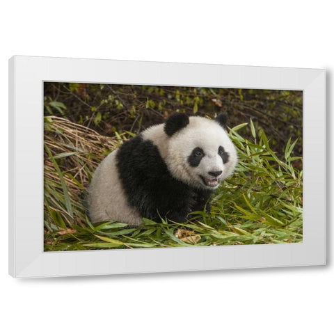China, Chengdu Young giant panda White Modern Wood Framed Art Print by Zuckerman, Jim