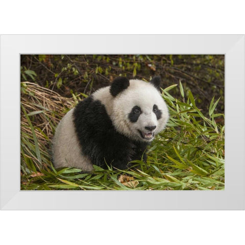 China, Chengdu Young giant panda White Modern Wood Framed Art Print by Zuckerman, Jim