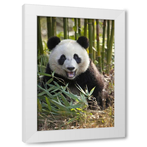 China, Chengdu Young giant panda White Modern Wood Framed Art Print by Zuckerman, Jim