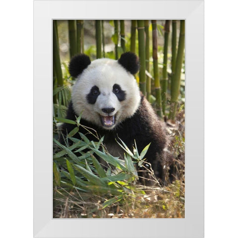 China, Chengdu Young giant panda White Modern Wood Framed Art Print by Zuckerman, Jim