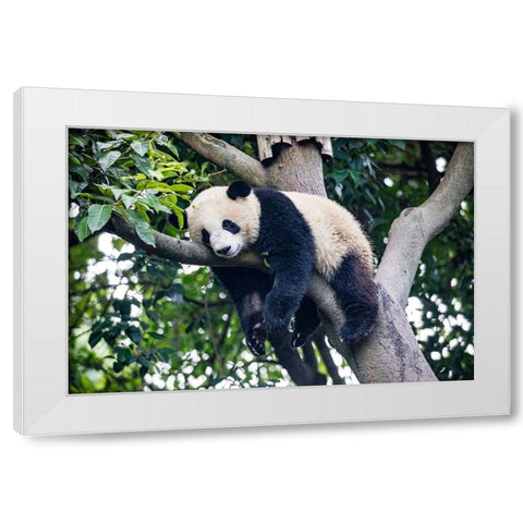 Asia-China-Sichuan Province-Cheng Du-Giant Panda White Modern Wood Framed Art Print by Looney, Hollice