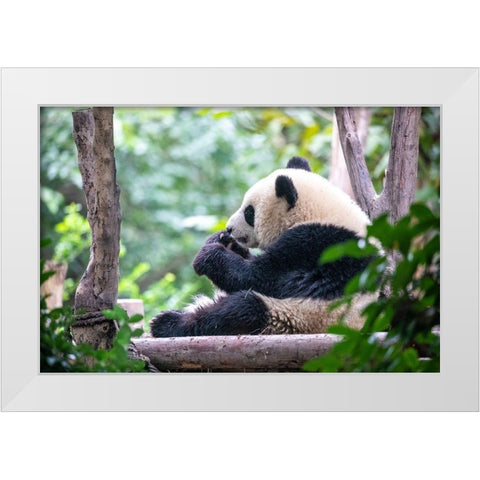 Asia-China-Sichuan Province-Cheng Du-Giant Panda White Modern Wood Framed Art Print by Looney, Hollice