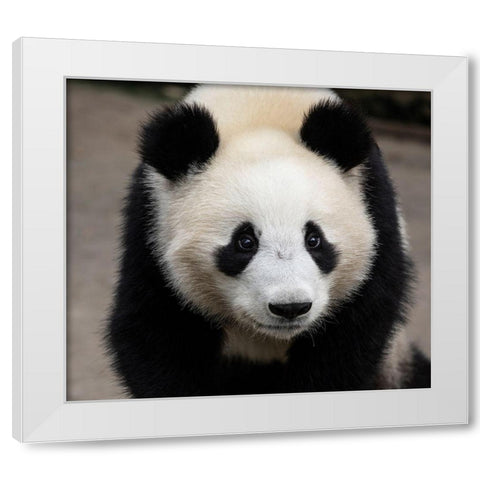 Asia-China-Sichuan Province-Mt Qincheng Town-Giant Panda White Modern Wood Framed Art Print by Looney, Hollice