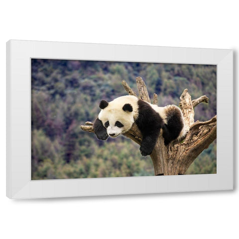 Asia-China-Wolong-Giant Panda-Part of the UNESCO Man and Biosphere Reserve Network White Modern Wood Framed Art Print by Looney, Hollice