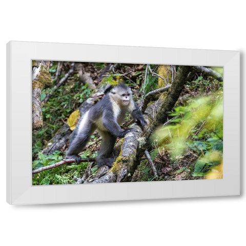 Asia-China-Tacheng-Yunnan Black Snub-Nosed Monkey White Modern Wood Framed Art Print by Looney, Hollice