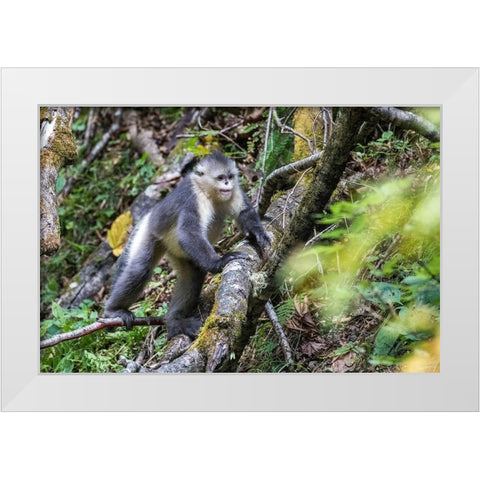 Asia-China-Tacheng-Yunnan Black Snub-Nosed Monkey White Modern Wood Framed Art Print by Looney, Hollice