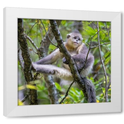Asia-China-Tacheng-Young Yunnan Black Snub-Nosed Monkey White Modern Wood Framed Art Print by Looney, Hollice
