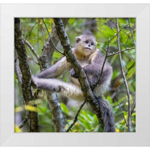 Asia-China-Tacheng-Young Yunnan Black Snub-Nosed Monkey White Modern Wood Framed Art Print by Looney, Hollice