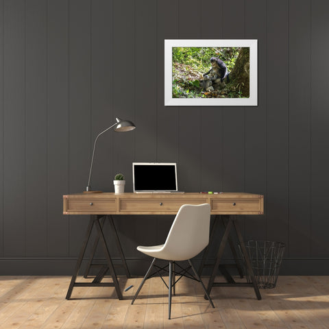 Asia-China-Tacheng-Yunnan Black Snub-Nosed monkeys-Adult and Young White Modern Wood Framed Art Print by Looney, Hollice