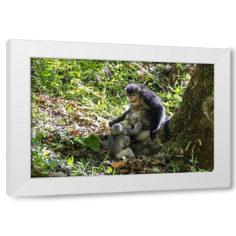 Asia-China-Tacheng-Yunnan Black Snub-Nosed monkeys-Adult and Young White Modern Wood Framed Art Print by Looney, Hollice