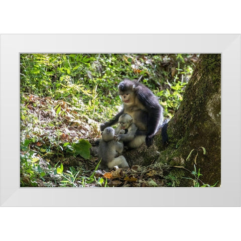 Asia-China-Tacheng-Yunnan Black Snub-Nosed monkeys-Adult and Young White Modern Wood Framed Art Print by Looney, Hollice