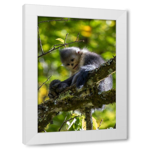 Asia-China-Tacheng-Yunnan Black Snub-Nosed Monkey White Modern Wood Framed Art Print by Looney, Hollice