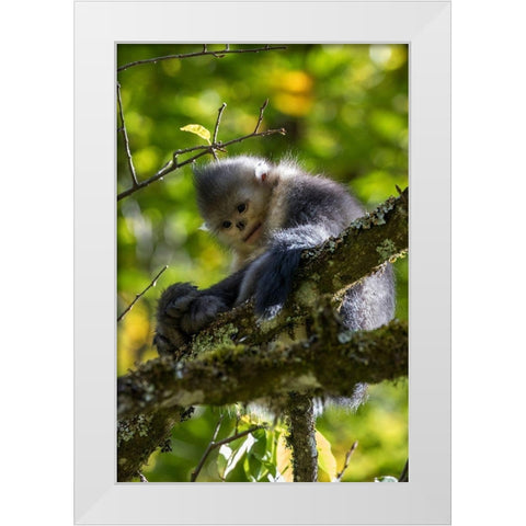 Asia-China-Tacheng-Yunnan Black Snub-Nosed Monkey White Modern Wood Framed Art Print by Looney, Hollice